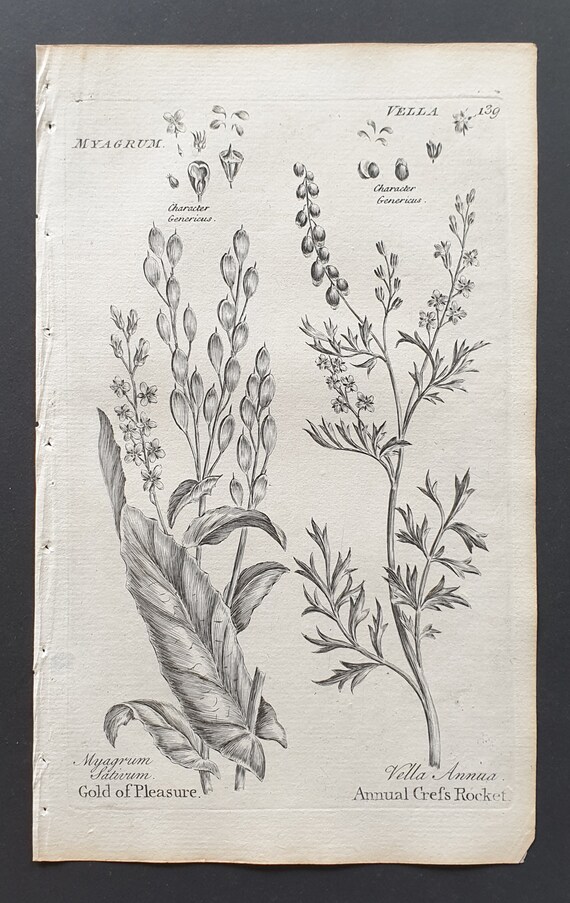 Gold of Pleasure, and Annual Cress Rocket- Original 1802 Culpeper engraving (139)