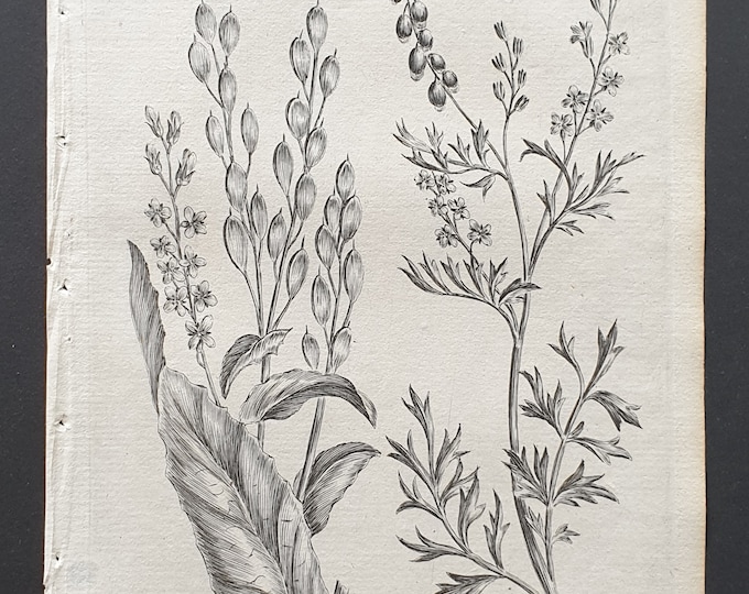 Gold of Pleasure, and Annual Cress Rocket- Original 1802 Culpeper engraving (139)