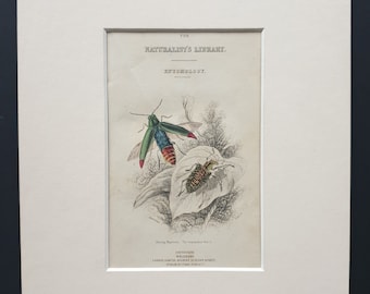 Beetles Frontispiece - Original c1860 hand coloured beetle print in mount