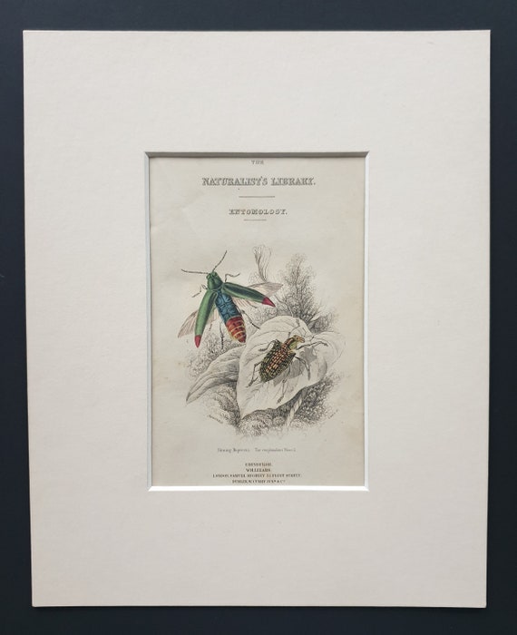 Beetles Frontispiece - Original c1860 hand coloured beetle print in mount