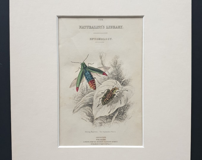 Beetles Frontispiece - Original c1860 hand coloured beetle print in mount
