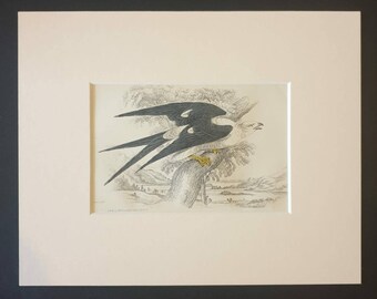 Swallow Tailed Nauclerus - Original c1840 hand coloured bird print in mount