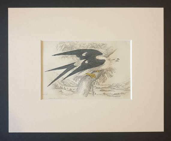 Original c1840 hand coloured bird print in mount - Swallow Tailed Nauclerus