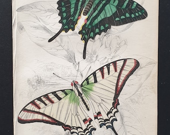 Papilio Protesilaus, Papilio Sinon - Original c1840 hand coloured print