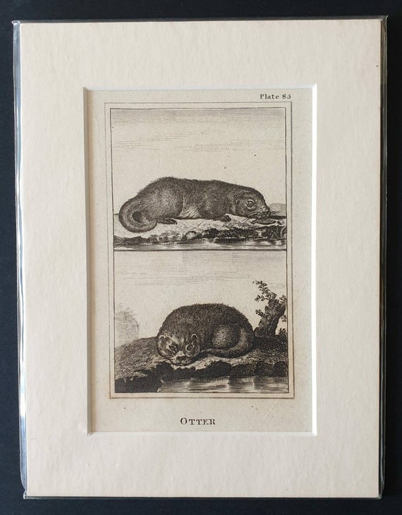 Original 1812 Buffon print - Otter