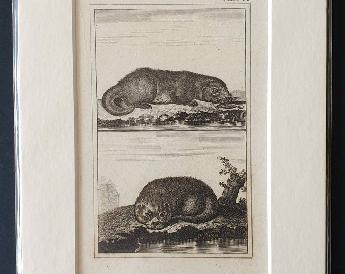 Original 1812 Buffon print - Otter