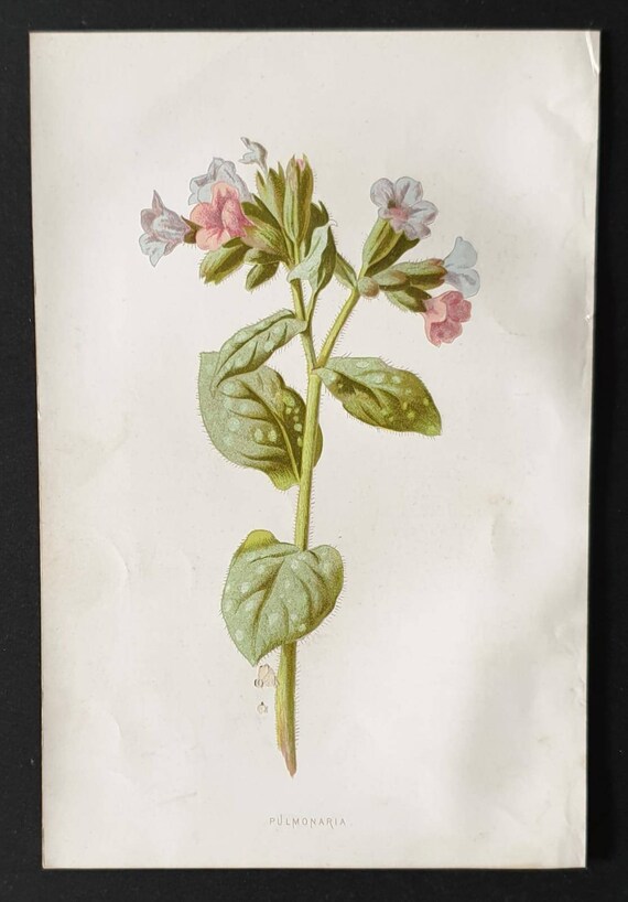 Original 1890 flower print - Pulmonaria