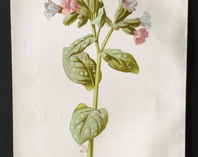 Original 1890 flower print - Pulmonaria