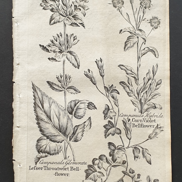 Lesser Throatwort, Ivy Leaved and Corn Violet Bellflower (Campanula) - Original 1802 Culpeper engraving (22)