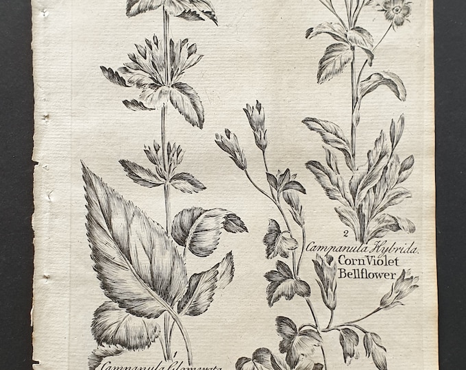Lesser Throatwort, Ivy Leaved and Corn Violet Bellflower (Campanula) - Original 1802 Culpeper engraving (22)