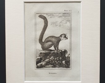 Mongous - Original 1812 Buffon print in mount