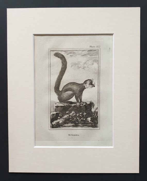 Mongous - Original 1812 Buffon print in mount