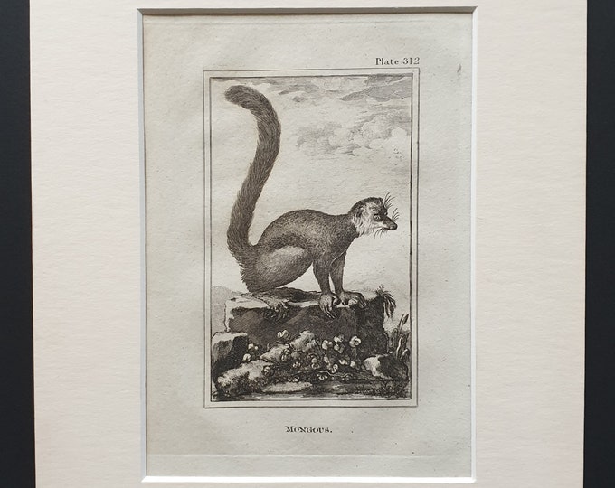 Mongous - Original 1812 Buffon print in mount
