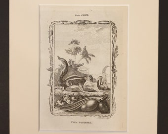 Palm Squirrel - Original 1791 Buffon print in mount