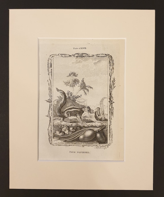 Palm Squirrel - Original 1791 Buffon print in mount