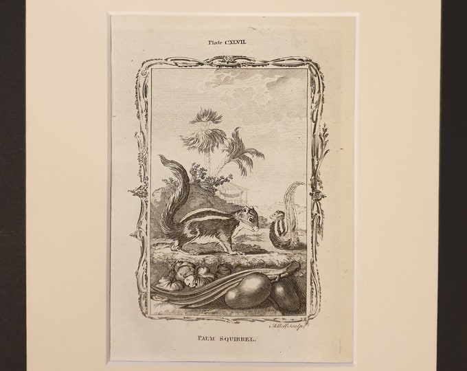Palm Squirrel - Original 1791 Buffon print in mount