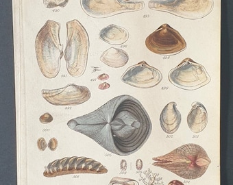 Original 1852 shell print - Plate 24