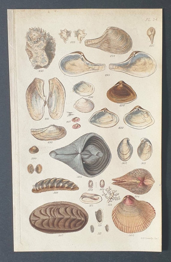 Original 1852 shell print - Plate 24