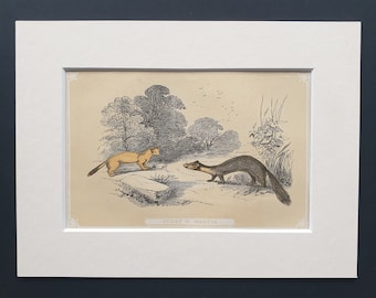 Stoat and Martin - Original 1851 John Tallis woodblock print