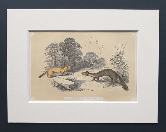 Stoat and Martin - Original 1851 John Tallis woodblock print