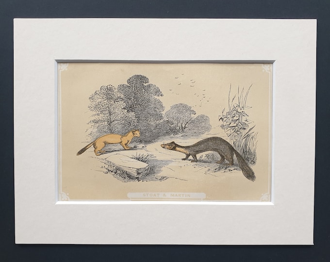 Stoat and Martin - Original 1851 John Tallis woodblock print
