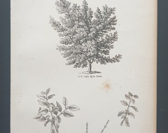 The Purging Buckthorn - Original 1844 print