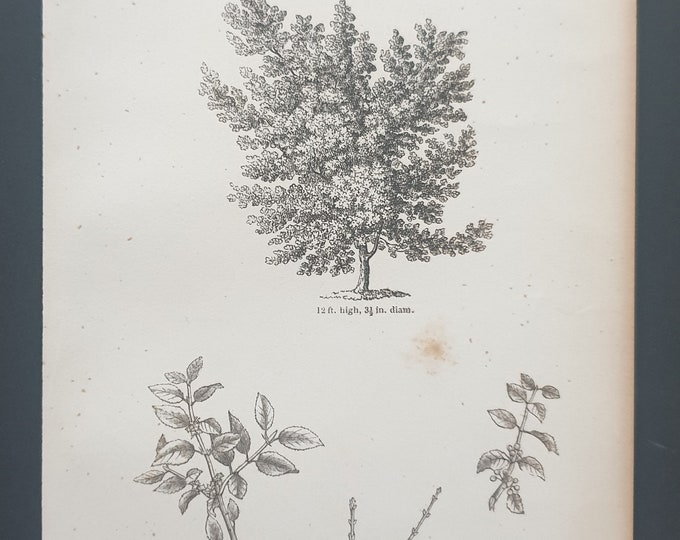 The Purging Buckthorn - Original 1844 print