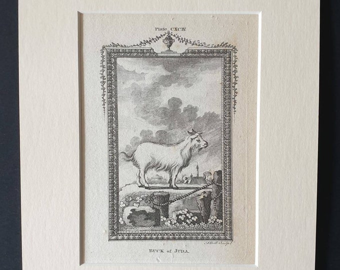 Original 1791 Buffon print in mount - Buck of Juda