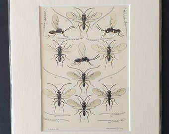 Insects - Original 1890 print in mount