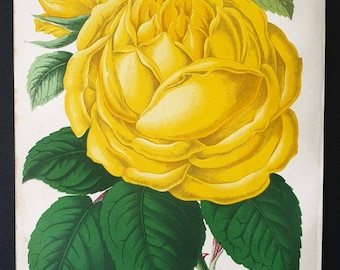Original 1873 Floral World print - Noisette Rose Marechal Niel