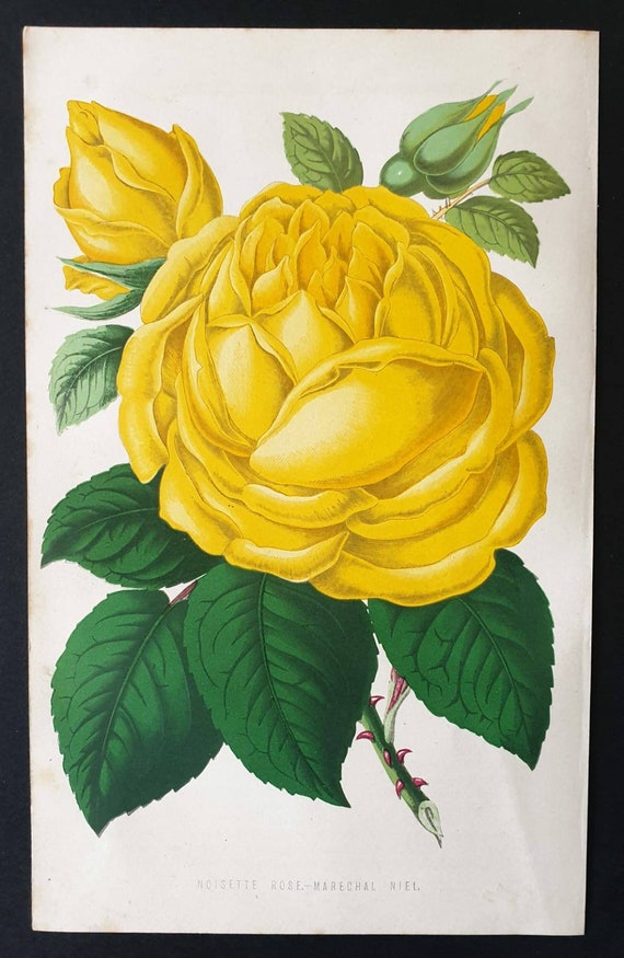 Original 1873 Floral World print - Noisette Rose Marechal Niel