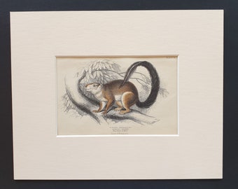 Duvaucel's Squirrel  - Original 1842 hand coloured print in mount