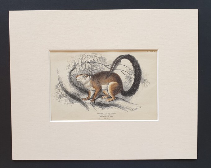 Duvaucel's Squirrel  - Original 1842 hand coloured print in mount
