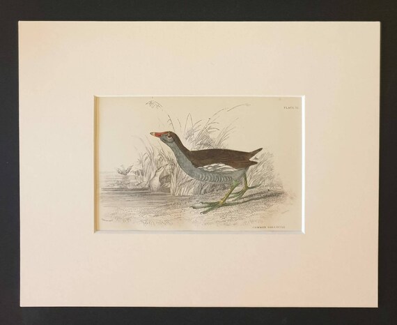 Original c1840 hand coloured bird print in mount - Common Gallinule