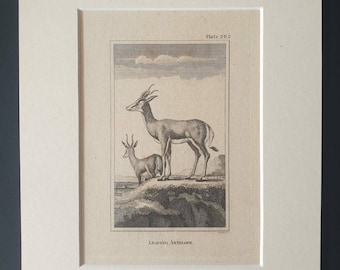 Leaping Antelope - Original 1812 Buffon print in mount