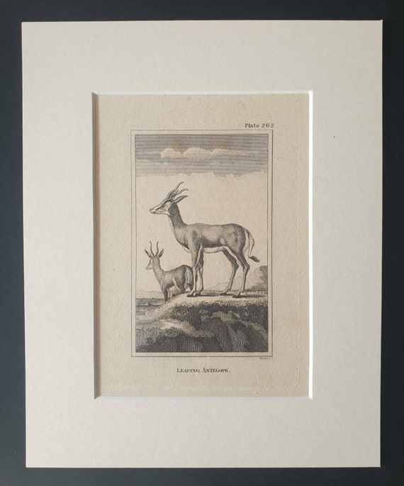 Original 1812 Buffon print in mount -  Leaping Antelope
