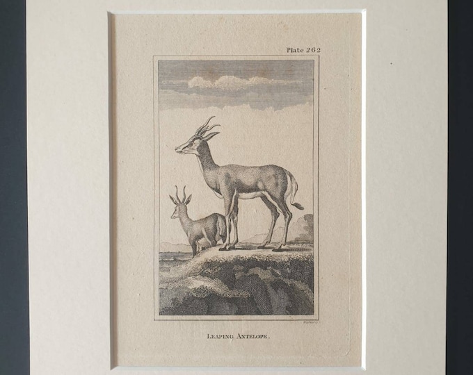 Original 1812 Buffon print in mount -  Leaping Antelope