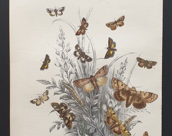 The Bordered Straw Moth and others - Original hand coloured 1860 print