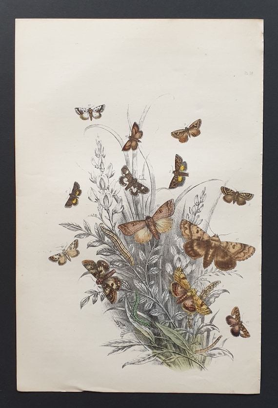 The Bordered Straw Moth and others - Original hand coloured 1860 print