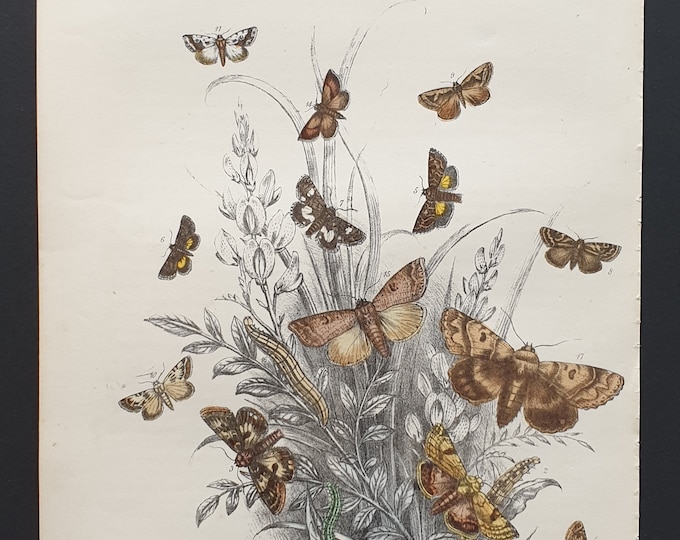 The Bordered Straw Moth and others - Original hand coloured 1860 print