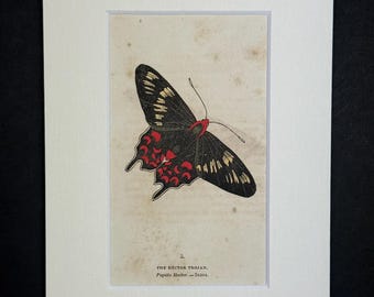 The Hector Trojan - Original 1832 Hand Coloured Antique Print