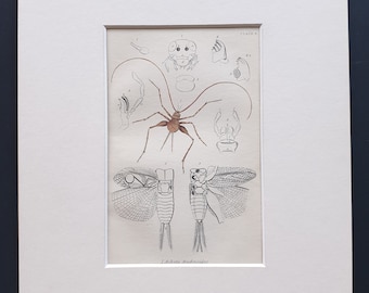 The Domestic Cricket - Original c1860 hand coloured insect print in mount