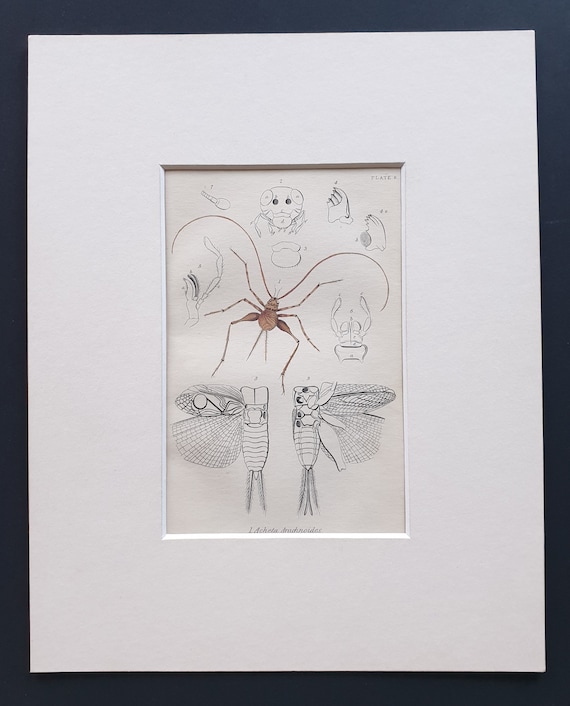 The Domestic Cricket - Original c1860 hand coloured insect print in mount