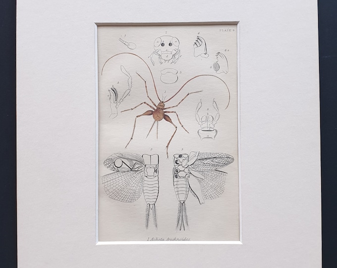 The Domestic Cricket - Original c1860 hand coloured insect print in mount