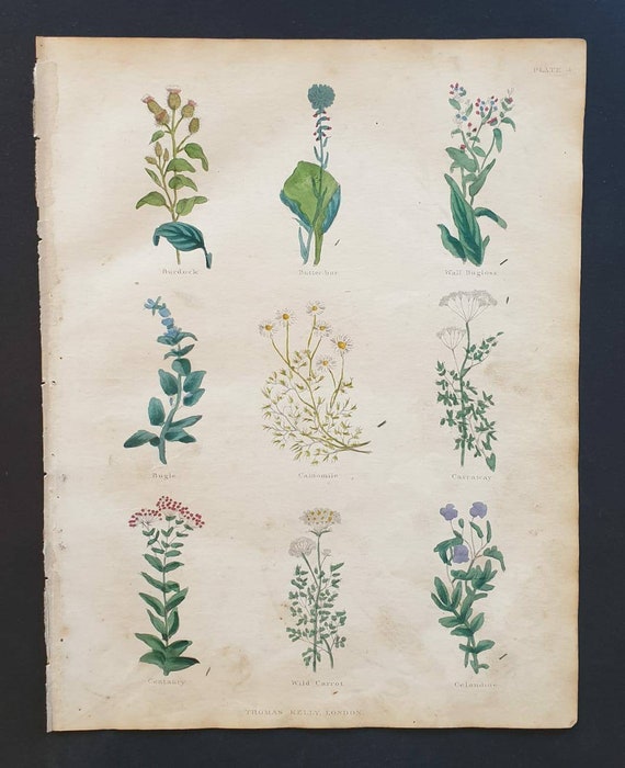 Original hand coloured 1850 Nicholas Culpeper herbal print - Plate 4