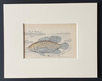 Large Finned Serranus - Original 1843 hand coloured fish print in mount