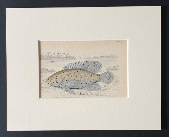 Original 1843 hand coloured fish print in mount - Large Finned Serranus