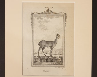 Nagor - Original 1791 Buffon print in mount
