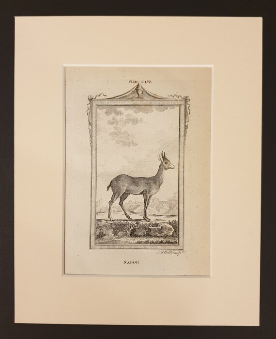 Nagor - Original 1791 Buffon print in mount