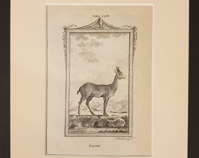 Nagor - Original 1791 Buffon print in mount